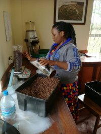 Foto fra kaffefarm tæt ved Arusha