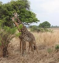 Giraffer i Mikumi nationalpark